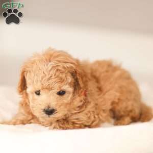 Noah, Maltipoo Puppy